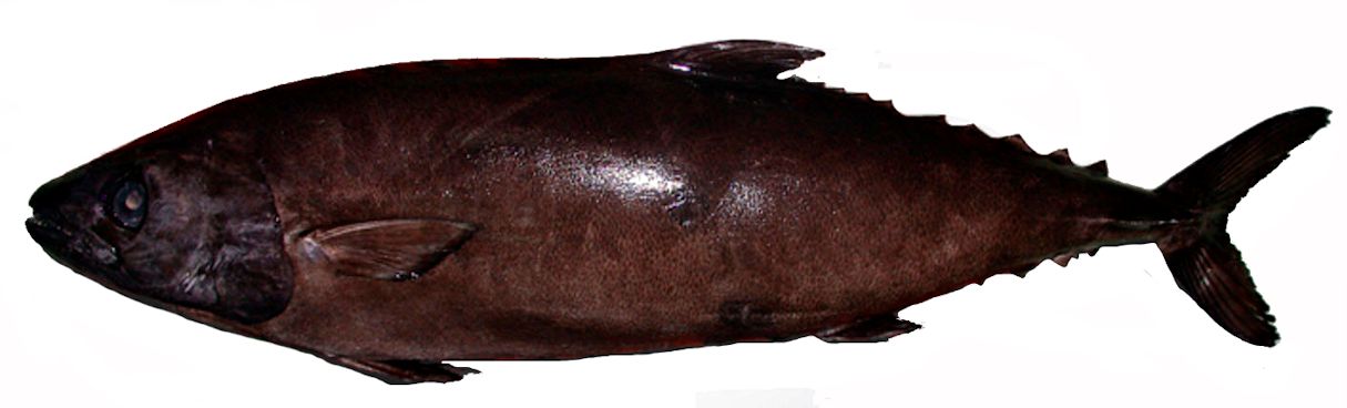 Lepidocybium flavobrunneum_02.jpg